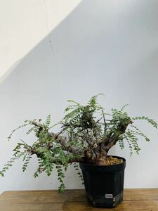 0150ボスウェリア　ネグレクタ　発根済みコーデックス パキポディウム パキプス オペルクリカリア コミフォラ 塊根植物