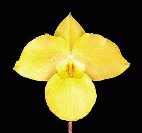 【瓶苗】【PN3】Paph.armeniacum x sib (10 plants in)-(1瓶)