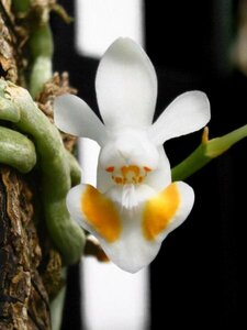 【瓶苗】【PNS-84】Phal.gibbosa x sib (1瓶)