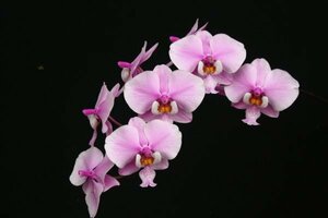 【瓶苗】【PNS-1B】Phal.Schilleriana 'Pink Butterfly' AM-AOS (1瓶)