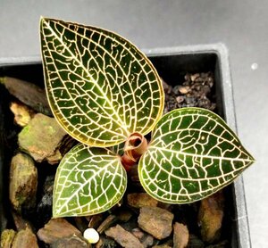 【瓶苗】【MA38】Ludisia discolor x Anoectochilus cv. ex Ukraine(1瓶)