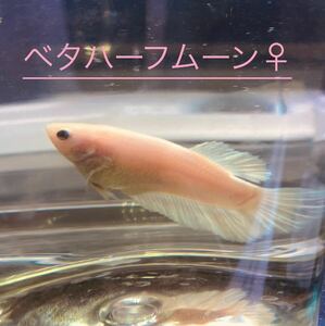 ベタ （ハーフムーン 「グリッセル」） の魚シール