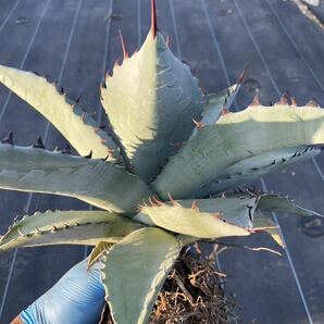 マルガリータ 実生 アガベ Agave 大株の画像2