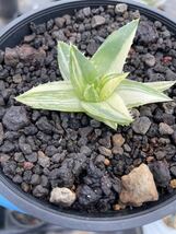 ポリフィラ　斑入り　錦　極美　アロエ Aloe polyphylla 多肉植物 _画像3