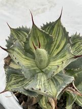 三宅雷神　縞斑　極上斑　子株　アガベ agave_画像2