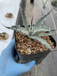 ジェントリー×コロラータ　子株　hyb ハイブリッド　アガベ Agave 地植え　耐寒性　ドライガーデン