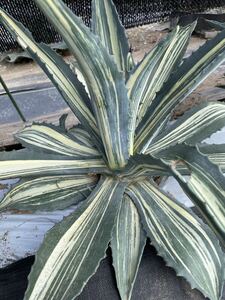  America -na white .... agave . entering enduring cold .