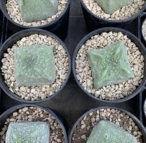 【Seeds10】Pseudolithos cubiformis/プセウドリトス クビフォルミス 種子 10粒