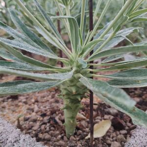 【Seeds 10】Euphorbia longituberculosa/ユーフォルビア・ロンギツベルクローサ種子 10粒