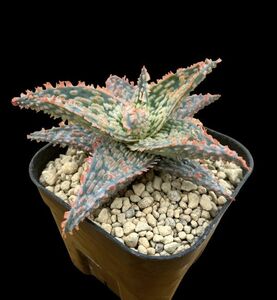  aloe hybrid RTG/ALOE hyb RTG