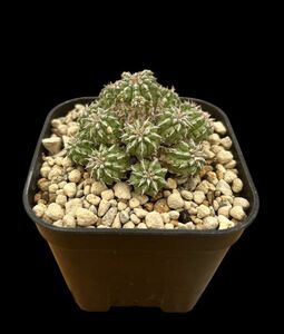 Euphorbia sepulta / ユーフォルビア セプルタ