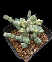 【激レア・珍品】ユーフォルビア クリビコラ 斑入り/Euphorbia clivicola variegata._画像1
