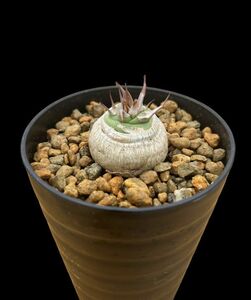 Euphorbia sapinii / ユーフォルビア サピニー