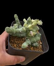 【激レア・珍品】ユーフォルビア クリビコラ 斑入り/Euphorbia clivicola variegata._画像2
