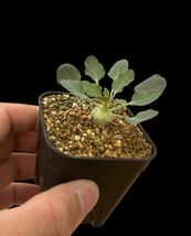 Euphorbia globulicaulis / ユーフォルビア グロブリカウリス_画像2