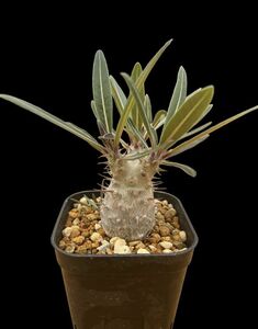 Pachypodium rosulatum var.cactipes / パキポディウム カクチペス