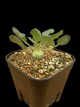 Euphorbia globulicaulis / ユーフォルビア グロブリカウリス_画像1