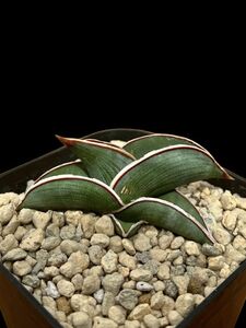 Sansevieria rorida / サンセベリア ロリダ