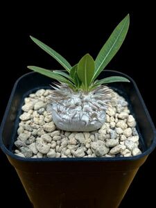 Pachypodium densicaule / パキポディウム デンシカウレ 恵比寿大黒