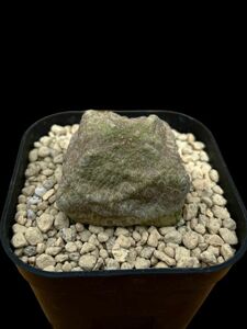 Pseudolithos cubiformis プセウドリトス クビフォルミス