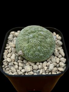 Pseudolithos migiurtinus / プセウドリトス ミグウルティヌス