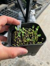 【Seeds 10】Euphorbia longituberculosa/ユーフォルビア・ロンギツベルクローサ種子 10粒_画像3
