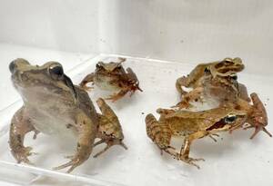 ニホンアカガエル 5匹 セット カエル 蛙 成体 可愛い アマガエル ヤマ アカガエル カジカガエル 生体販売