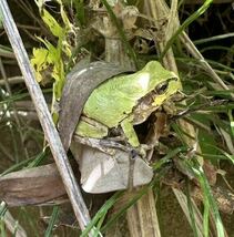 ニホン アマガエル 20匹 セット ランダム ニホンアマガエル カエル 蛙 成体 可愛い 10匹×2_画像4