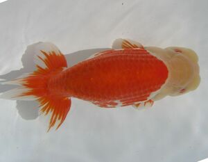 * specialty shop corporation water island golgfish sale * special selection kind for four -years old fish ( male ) H3-13