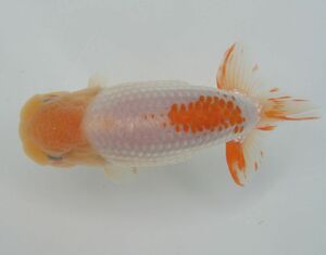 * specialty shop corporation water island golgfish sale * convention for .. four -years old fish ( male ) K1-46