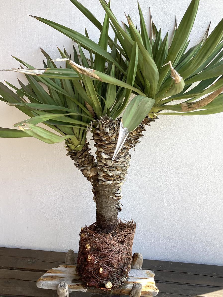 Yahoo!オークション -「キミガヨラン」(ユッカ) (観葉植物)の Yahoo!オークション -「キミガヨラン」(ユッカ) (観葉植物)の