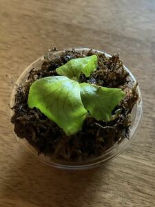 mada gas kalien se.. breeding seedling staghorn fern Platycerium 1