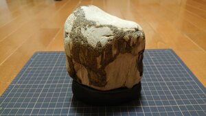 【化石】　珪化木　ペトリファイドウッド　標本