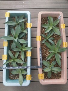 アガベ　オバティフォリア 実生③ Agave ovatifolia