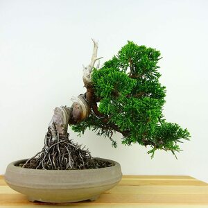 盆栽 真柏 樹高 約19cm しんぱく Juniperus chinensis シンパク ジン シャリ ヒノキ科 常緑樹 観賞用 小品 現品