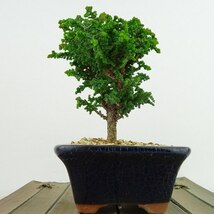 盆栽 桧 石化桧 樹高 約11cm せっかひのき Chamaecyparis obtusa セッカヒノキ 寄せ ヒノキ科 常緑樹 観賞用 小品 現品_画像3