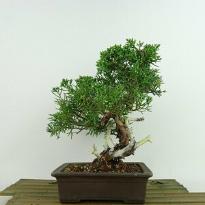 盆栽 真柏 樹高 約21cm しんぱく Juniperus chinensis シンパク “ジン シャリ” ヒノキ科 常緑樹 観賞用 現品