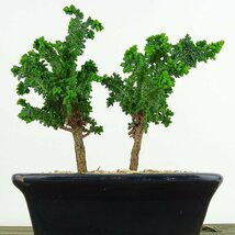 盆栽 桧 石化桧 樹高 約11cm せっかひのき Chamaecyparis obtusa セッカヒノキ 寄せ ヒノキ科 常緑樹 観賞用 小品 現品_画像4