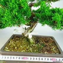 盆栽 真柏 樹高 約26cm しんぱく Juniperus chinensis シンパク “ジン シャリ” ヒノキ科 常緑樹 観賞用 現品_画像5