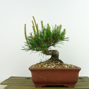 盆栽 松 赤松 樹高 約15cm あかまつ Pinus densiflora アカマツ red pine マツ科 常緑樹 観賞用 小品 現品