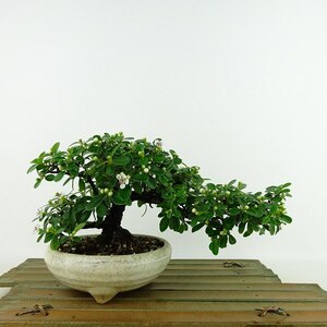 盆栽 白紫檀 樹高 約10cm しろしたん Cotoneaster horizontalis シロシタン 花 バラ科 常緑樹 観賞用 小品 現品