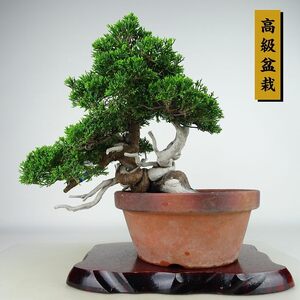 盆栽 真柏 樹高 上下 約25cm しんぱく 高級盆栽 Juniperus chinensis シンパク “ジン シャリ” ヒノキ科 常緑樹 観賞用 現品