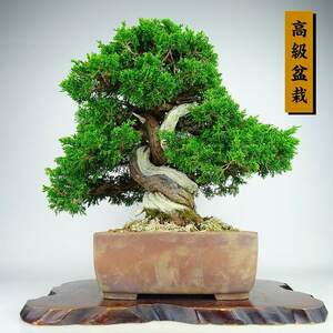 盆栽 真柏 樹高 約35cm しんぱく 高級盆栽 Juniperus chinensis シンパク “ジン シャリ” ヒノキ科 常緑樹 観賞用 現品