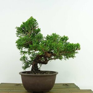 盆栽 真柏 樹高 約16cm しんぱく Juniperus chinensis シンパク “ジン” ヒノキ科 常緑樹 観賞用 小品 現品