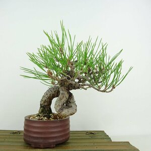 盆栽 松 黒松 樹高 約18cm くろまつ Pinus thunbergii クロマツ マツ科 常緑針葉樹 観賞用 小品 現品