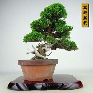 盆栽 真柏 樹高 約25cm しんぱく 高級盆栽 Juniperus chinensis シンパク “ジン シャリ” ヒノキ科 常緑樹 観賞用 現品