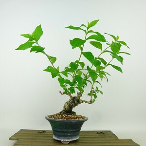 盆栽 紫式部 樹高 約24cm むらさきしきぶ Callicarpa japonica ムラサキシキブ クマツヅラ科 ムラサキシキブ属 落葉樹 観賞用 現品