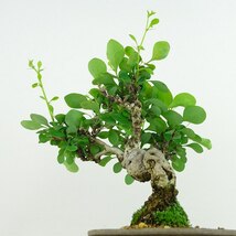 盆栽 目木 樹高 約17cm めぎ Berberis thunbergii メギ メギ科 落葉樹 観賞用 小品 現品_画像4