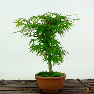 盆栽 紅葉 長良川 樹高 約17cm もみじ Acer palmatum モミジ カエデ科 落葉樹 観賞用 小品 現品