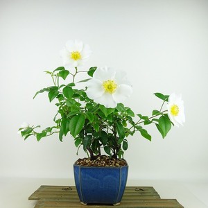 盆栽 茨 難波茨 樹高 約28cm なにわいばら Rosa laevigata ナニワイバラ 花 つる性 薔薇 ばら Rosa バラ バラ科 バラ属 常緑樹 観賞用 現品